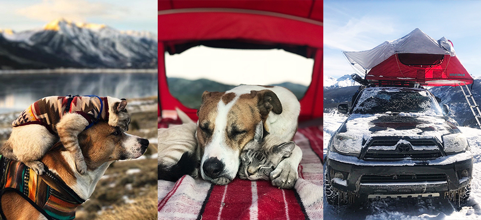 Henry and Baloo Yakima RackPack